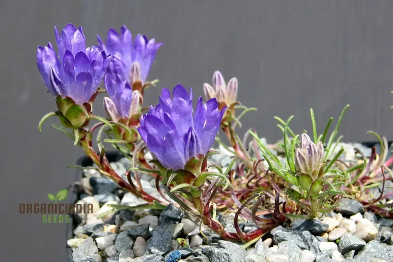 Edraianthus Dalmaticus Flower Seeds For Planting, Adding Balkan Beauty to Your Garden