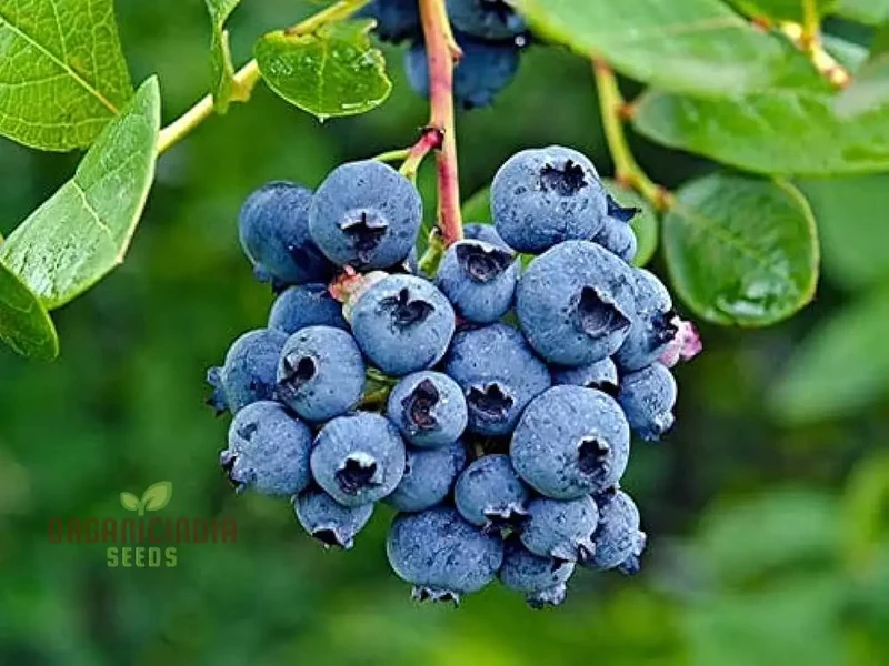 Blueberry Seeds for Planting, Perfect for Home Gardens & Containers