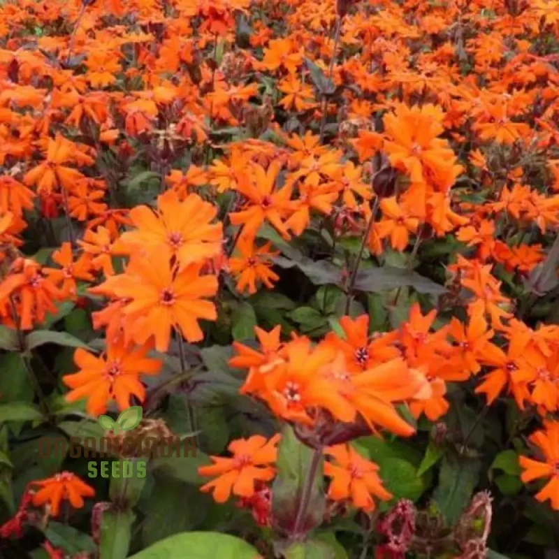 Lychnis Arkwrightii Flower Seeds, Vibrant Addition for Your Garden, Premium Garden Seeds