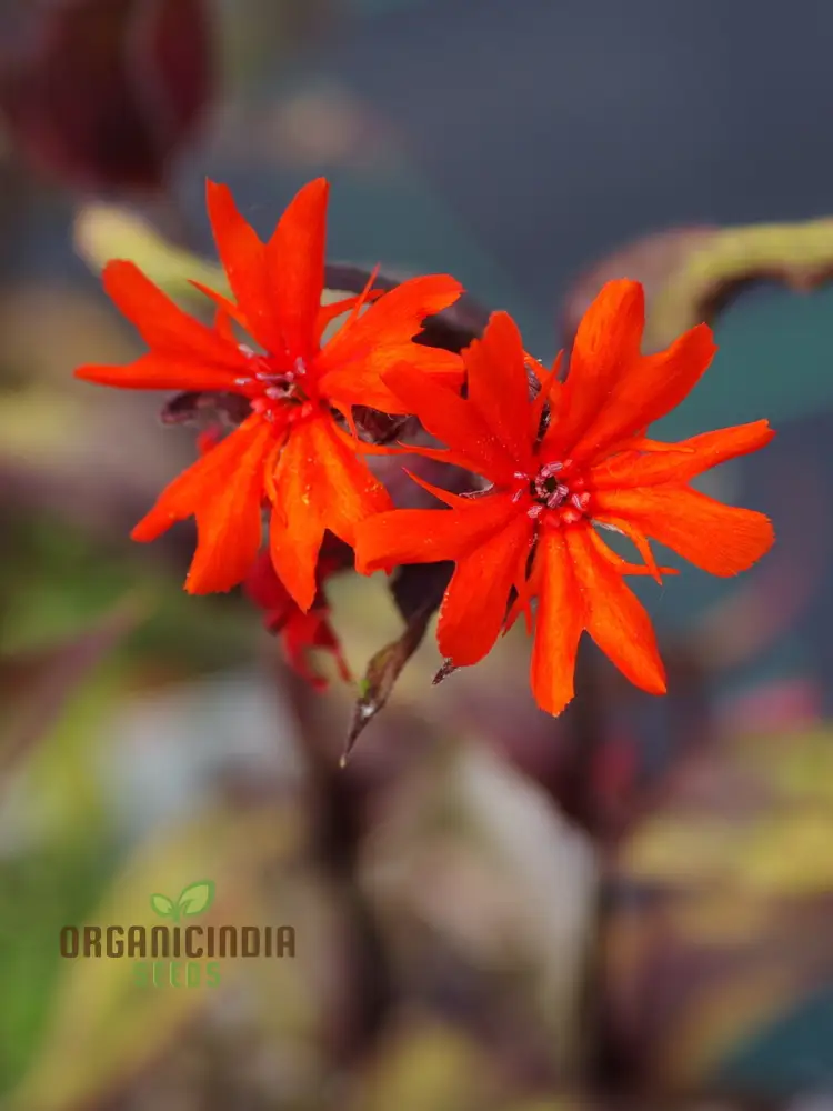 Lychnis Arkwrightii Flower Seeds, Vibrant Addition for Your Garden, Premium Garden Seeds