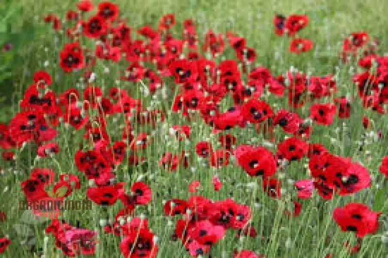 Papaver Commutatum 'Ladybird' Seeds for Vibrant Garden Blooms | Hardy Annual Flower Seeds for Seasonal Gardening Enthusiasts