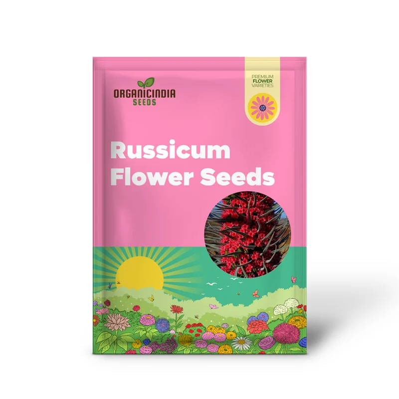 Echium Russicum Flower Seeds For Planting, Vibrant Additions to Your Garden's Beauty