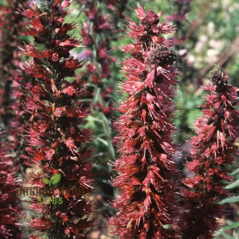Echium Russicum Flower Seeds For Planting, Vibrant Additions to Your Garden's Beauty