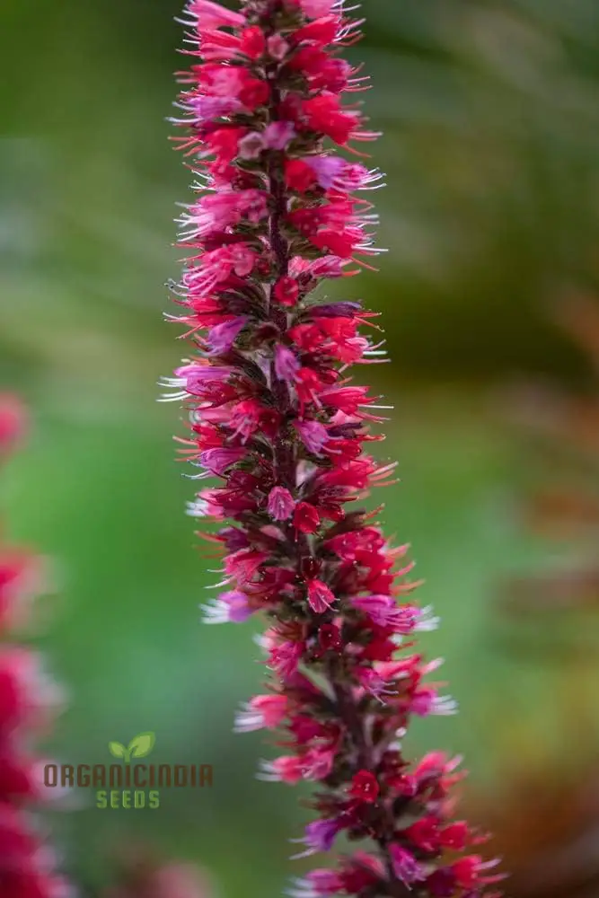 Echium Russicum Flower Seeds For Planting, Vibrant Additions to Your Garden's Beauty