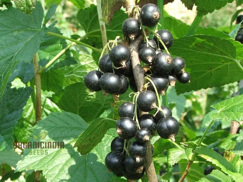 BLACK CURRANT (RIBES NIGRUM) Seeds for Your Garden | Buy Seeds Online