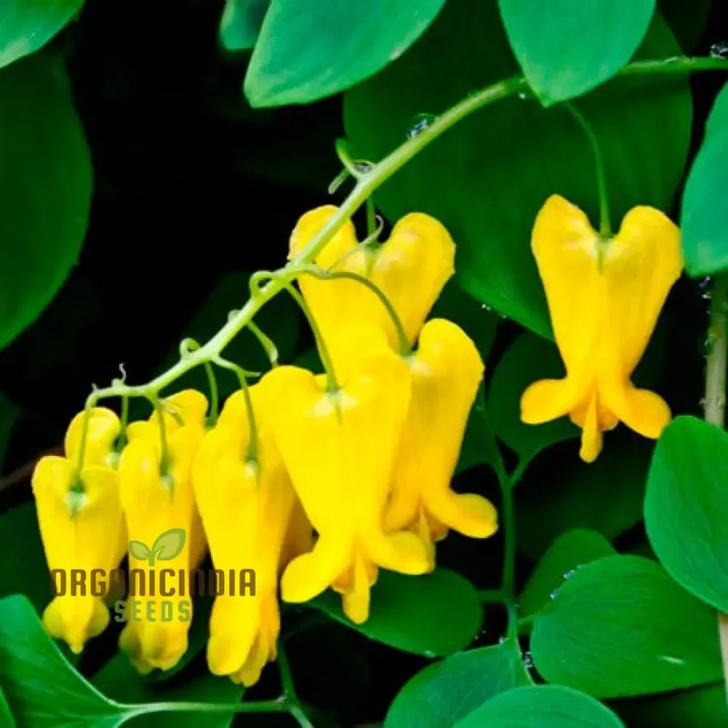Dicentra Torulosa Flower Seeds For Planting, Graceful Additions to Your Garden's Beauty