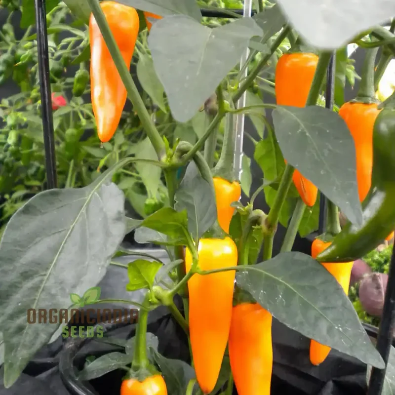 PEPPER BULGARIAN CARROT Seeds for Planting, Your Gardening Adventure