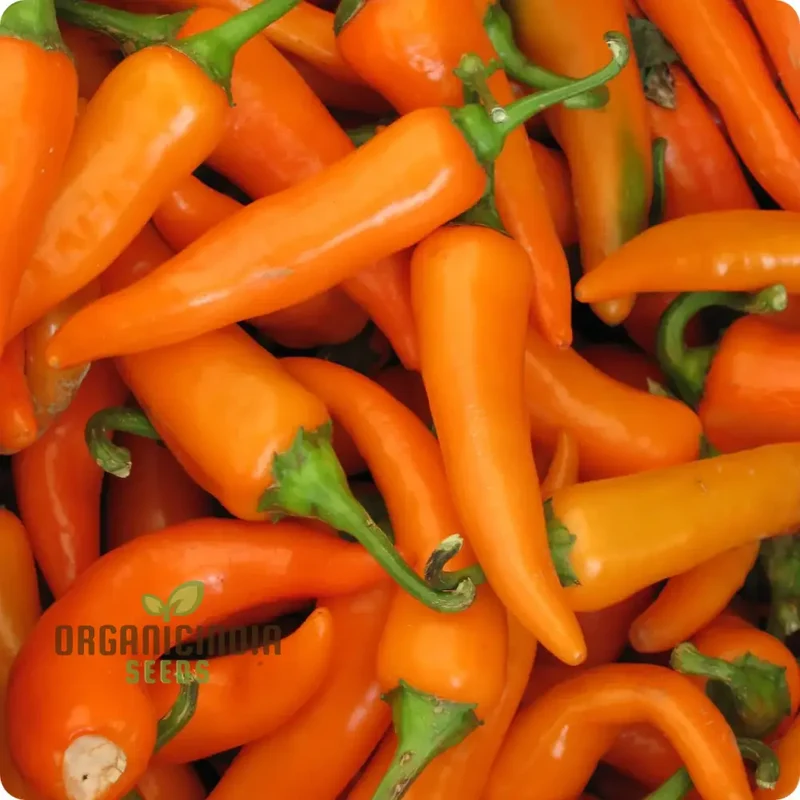 PEPPER BULGARIAN CARROT Seeds for Planting, Your Gardening Adventure