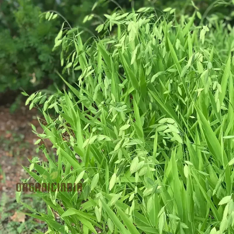 Chasmanthium Latifolium Seeds for Planting, Premium Quality Seeds for Gardening