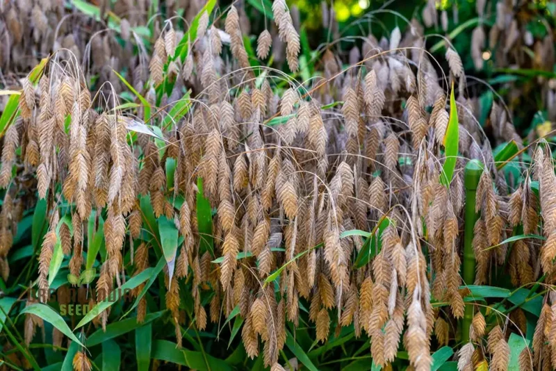 Chasmanthium Latifolium Seeds for Planting, Premium Quality Seeds for Gardening