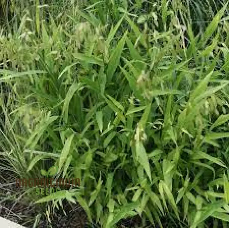 Chasmanthium Latifolium Seeds for Planting, Premium Quality Seeds for Gardening