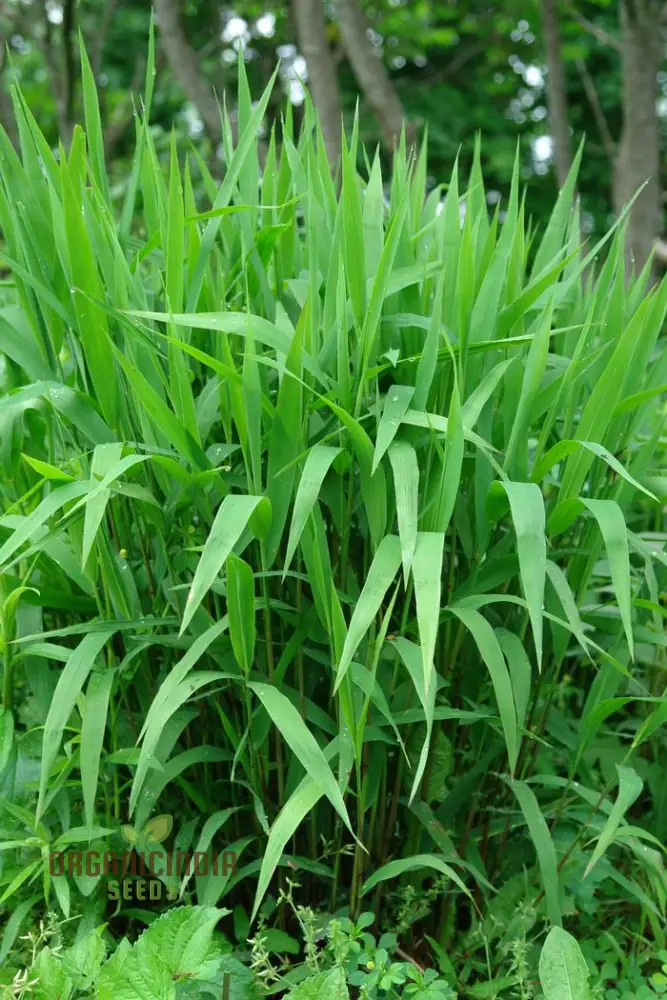Chasmanthium Latifolium Seeds for Planting, Premium Quality Seeds for Gardening