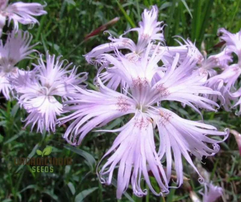 Dianthus monspessulanus Seeds – Delicate Garden Bloom Variety for Planting