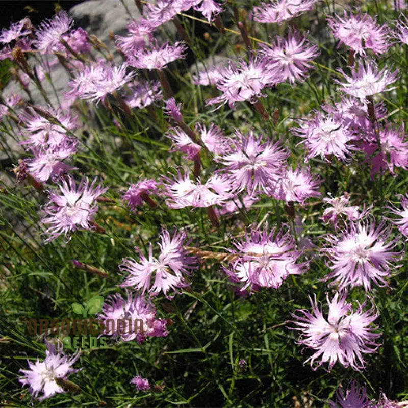 Dianthus monspessulanus Seeds – Delicate Garden Bloom Variety for Planting