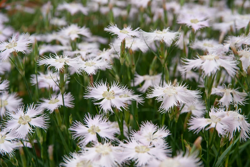Dianthus monspessulanus Seeds – Delicate Garden Bloom Variety for Planting