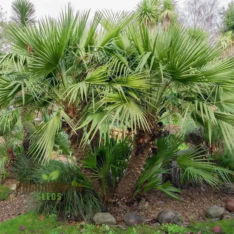 Chamaerops Humilis Seeds for Planting, Premium Quality Seeds for Gardening