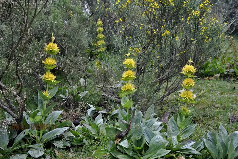 Gentiana Lutea Seeds For Planting: A Complete Guide to Growing and Caring for the Majestic Yellow Gentian