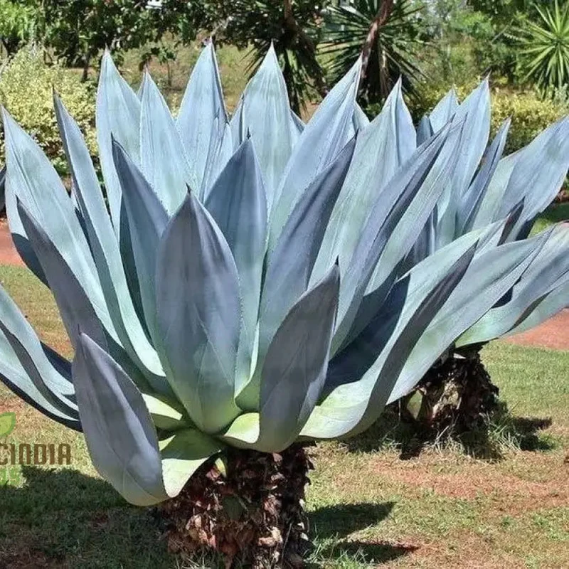Agave Americana ‘Toliman Blue’ Seeds – Hardy, Drought-Tolerant Succulent for Garden & Landscape