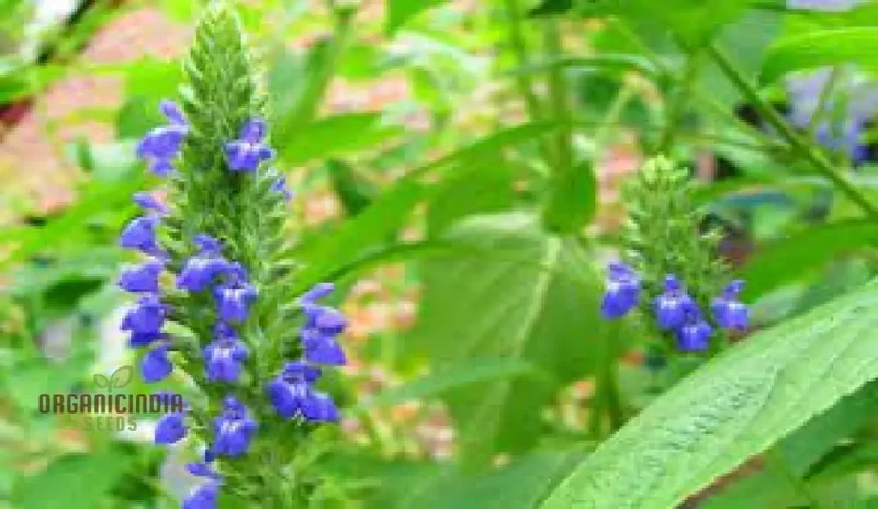 Salvia Hispanica Seeds for Gardening Enthusiasts - High Yield, Nutrient-Rich Seeds for Vibrant Gardens