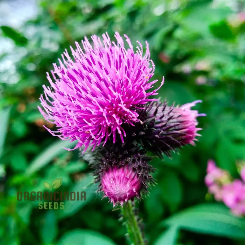 Burdock Seeds – Long-Rooted Arctium Lappa Variety for Home Gardening