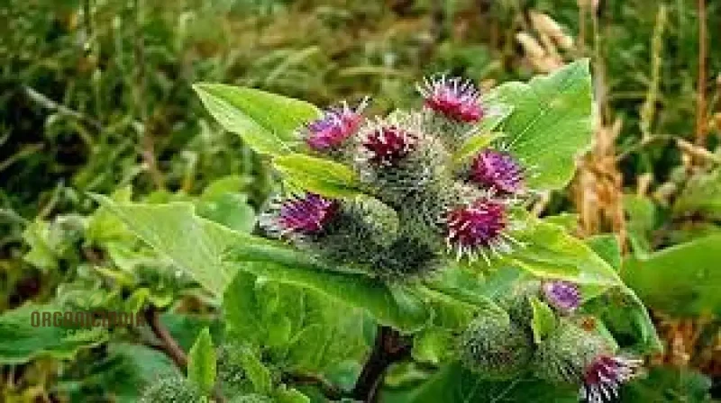 Burdock Seeds – Long-Rooted Arctium Lappa Variety for Home Gardening
