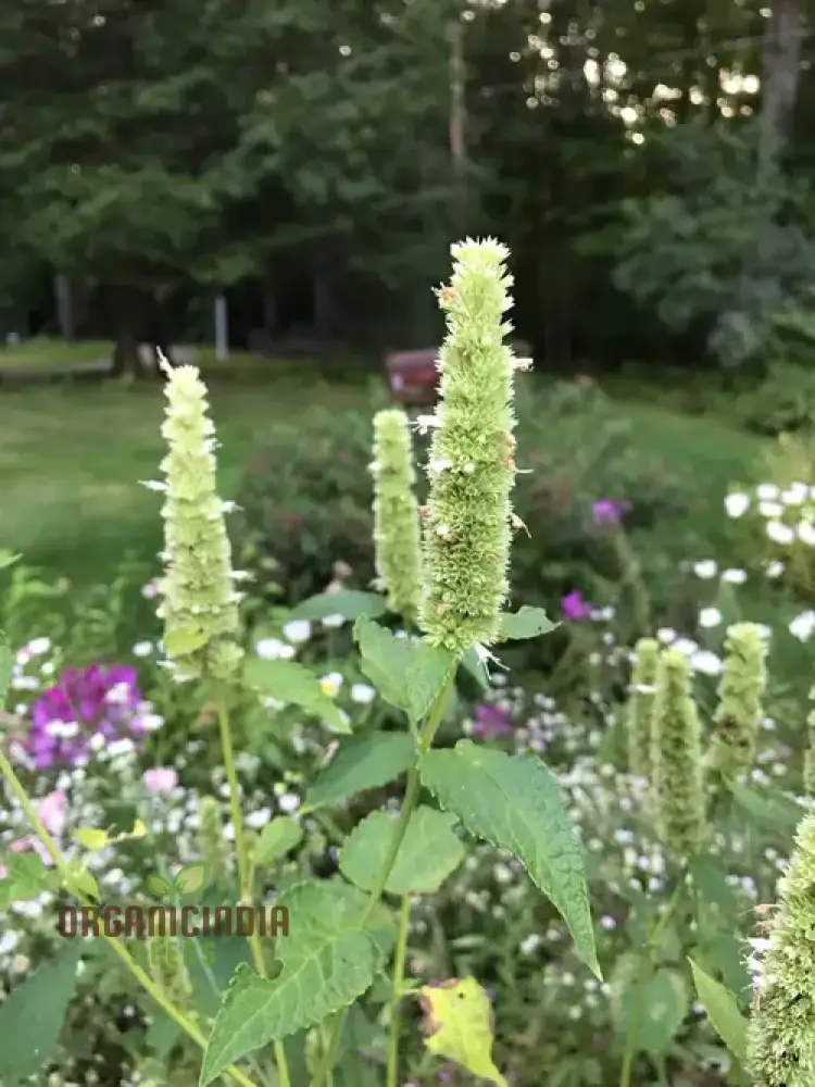 Agastache Nepetoides Flower Seeds for Planting - Grow Stunning Blooms in Your Garden