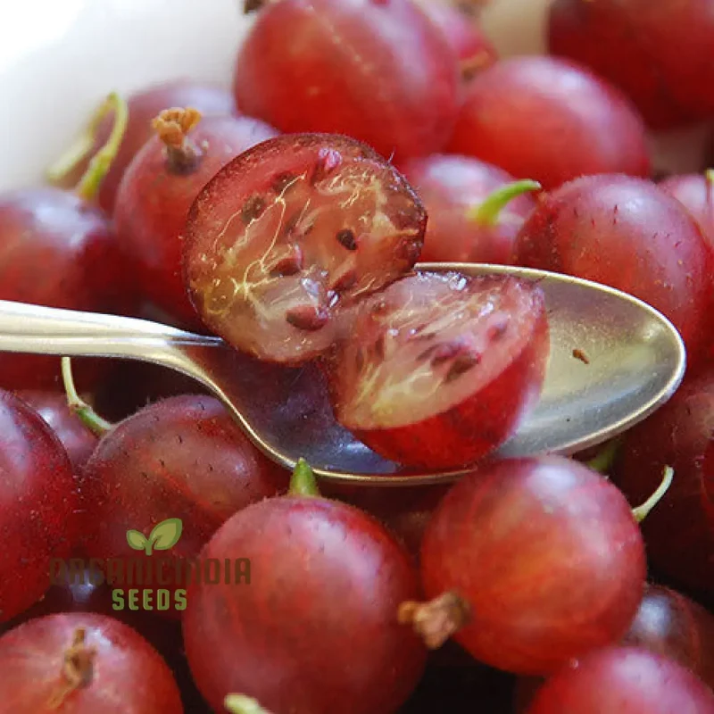 Hinnonmaki Red Gooseberries (Dessert) Seeds for Planting – Sweet Variety for Your Garden