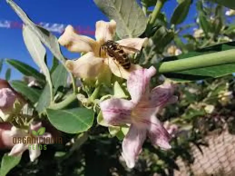 Araujia Sericifera Seeds For Planting : Captivating Butterfly Vine for Your Garden Oasis - Shop Now