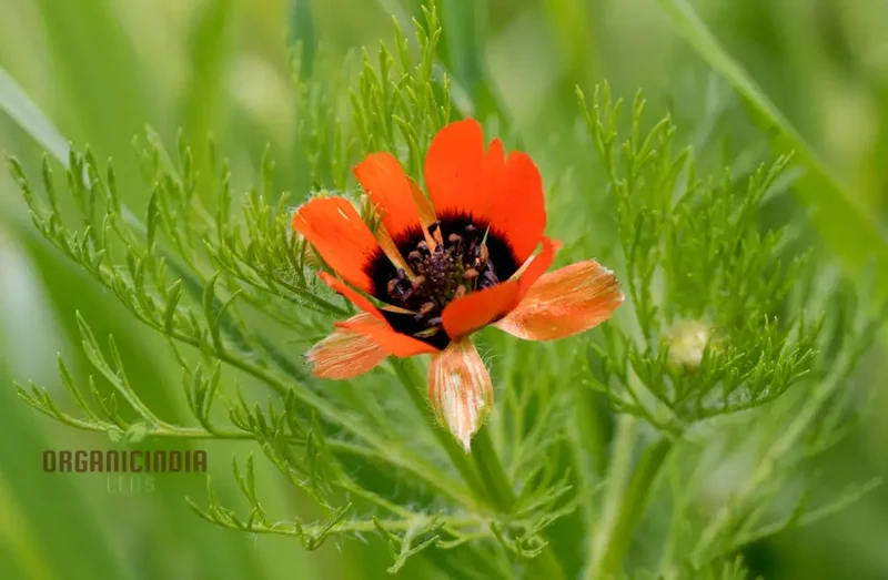 Adonis Aestivalis Seeds, Summer Pheasant's-Eye Beauty for Your Garden