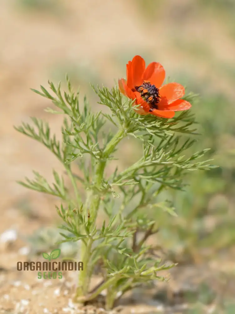 Adonis Aestivalis Seeds, Summer Pheasant's-Eye Beauty for Your Garden