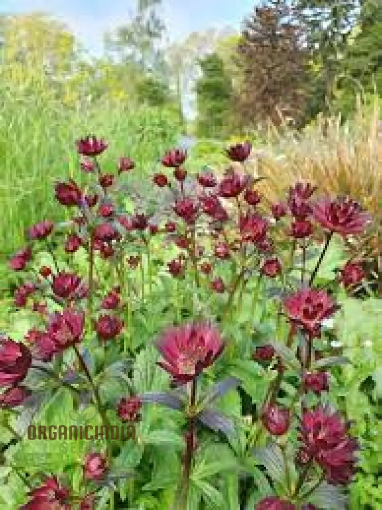 Astrantia Major 'Crimson Giant' for Your Garden: Premium Perennial Blooms for a Timeless Touch