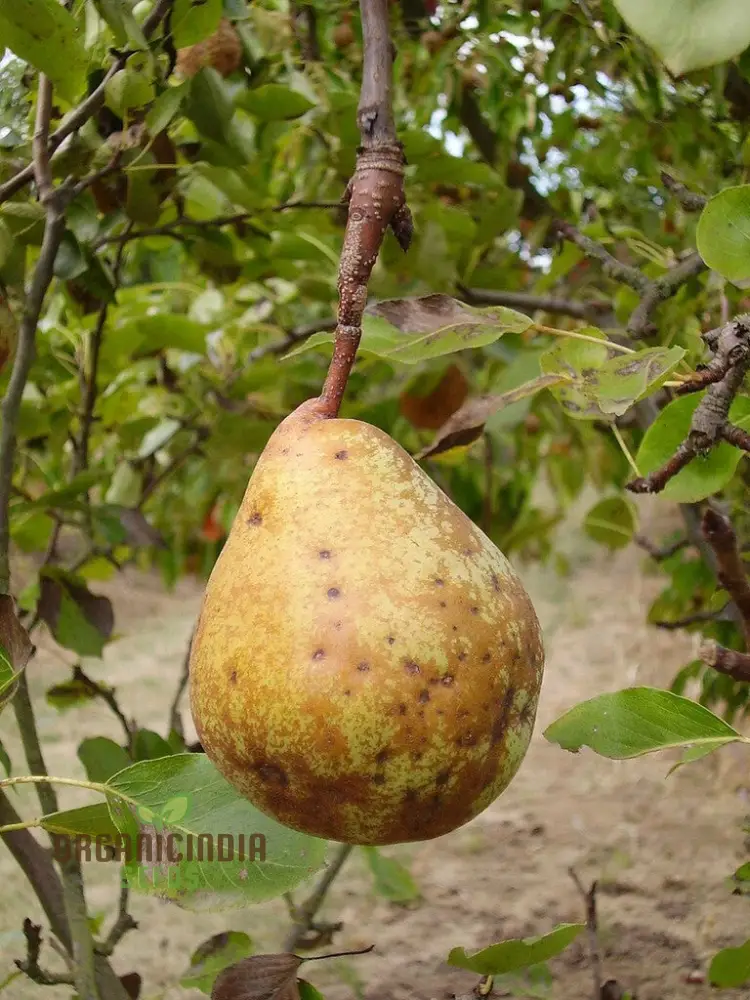 Aegle Marmelos Seeds, Grow Your Own Sacred Bael Tree in Your Garden