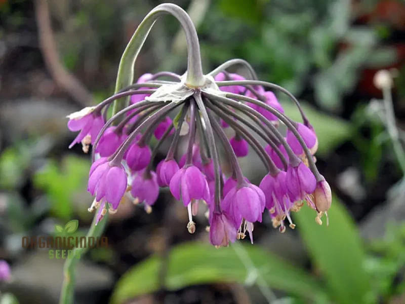 Allium cernuum Flower Seeds, Cultivating Graceful Blooms with Expert Planting and Gardening