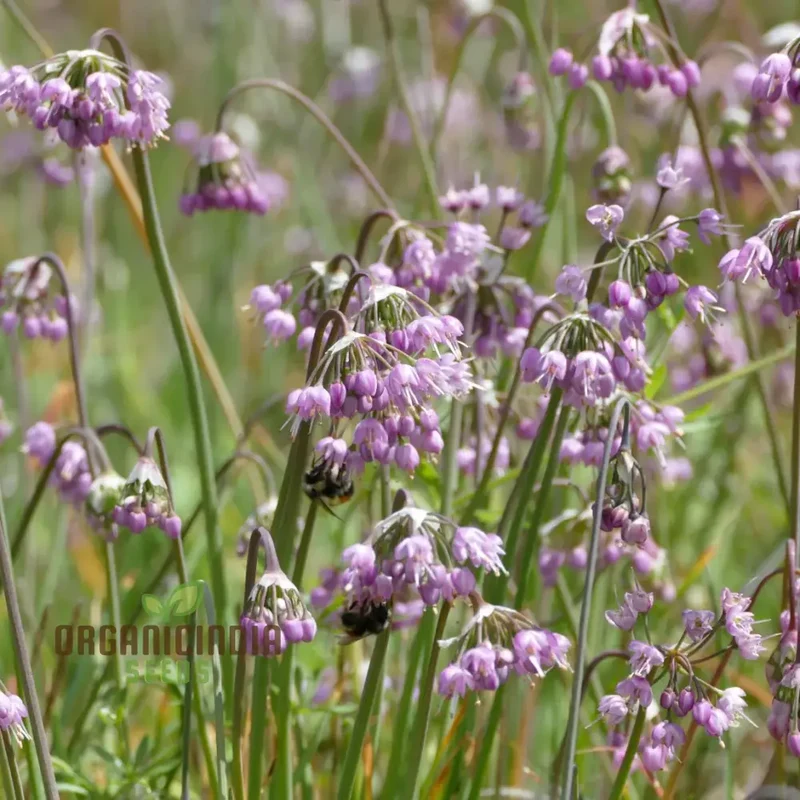 Allium cernuum Flower Seeds, Cultivating Graceful Blooms with Expert Planting and Gardening