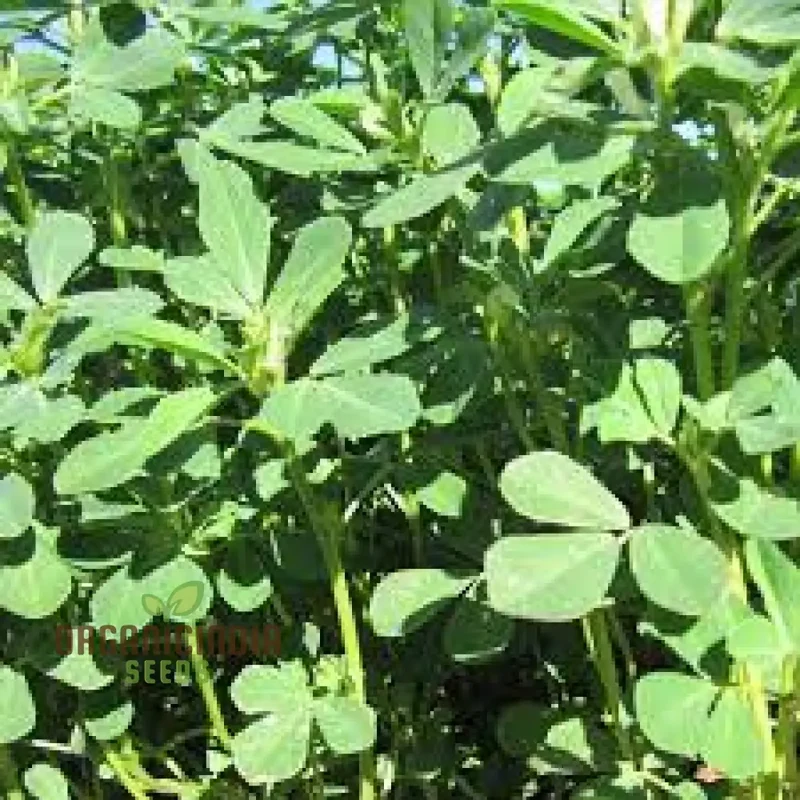 Methi (Fenugreek) Seeds for Planting,Ideal for Homegrown