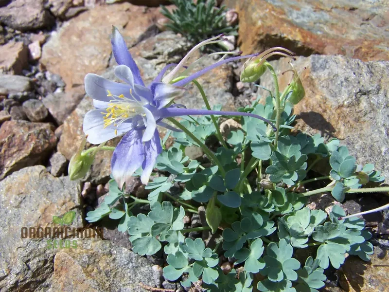 Premium Aquilegia Olympica Seeds for Gardening , Elevate Your Garden with Stunning Blooms