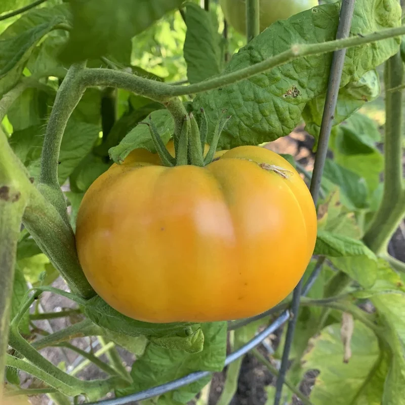 TOMATO ILSE'S YELLOW LATVIAN Seeds For Planting - Premium Gardening Seeds for Vibrant Harvests