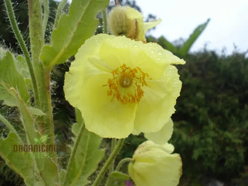 Meconopsis Paniculata Flower Seeds for Planting, Rare and Beautiful Himalayan Blue Poppy Seeds for Gardening