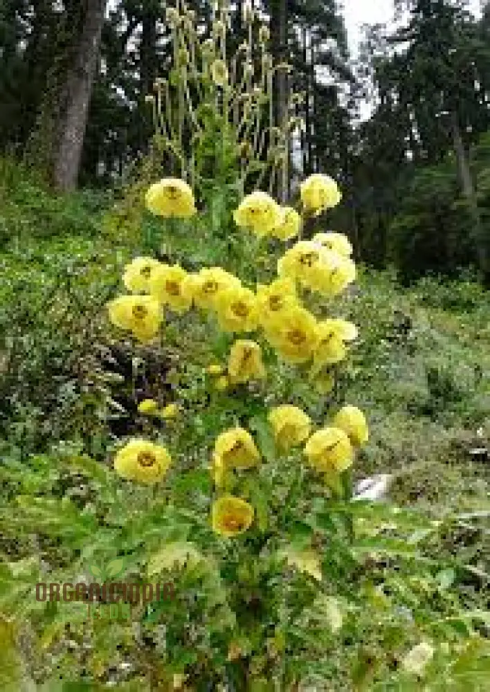 Meconopsis Paniculata Flower Seeds for Planting, Rare and Beautiful Himalayan Blue Poppy Seeds for Gardening