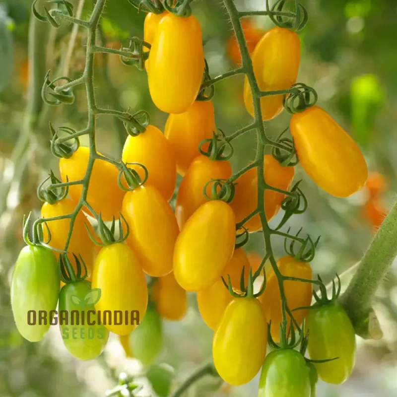 TOMATO ILDI Seeds - Premium Quality Seeds for Thriving Garden Growth