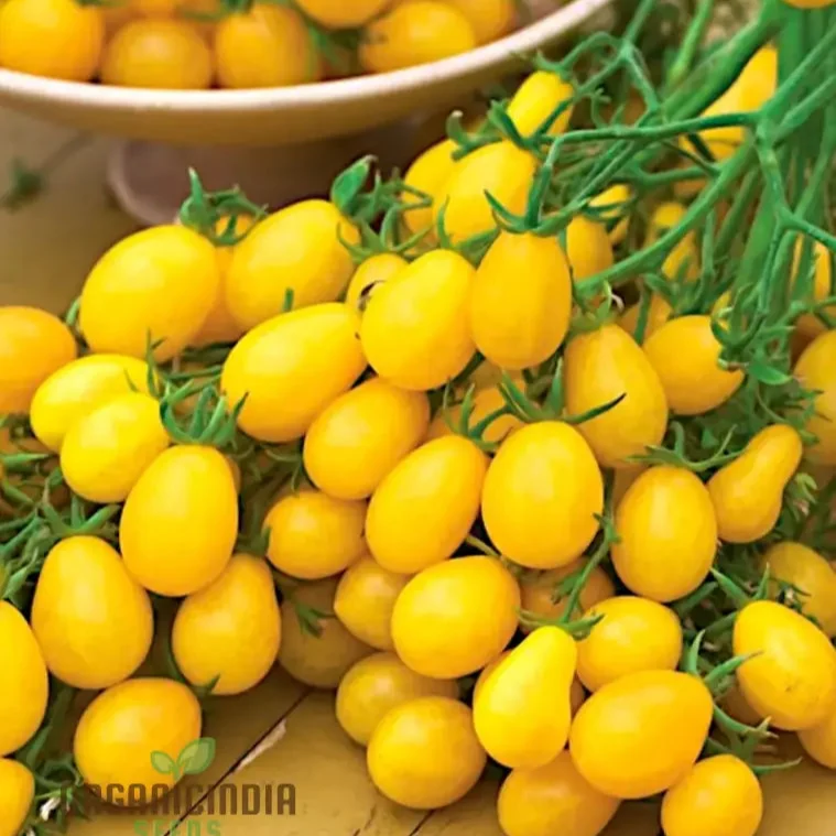 TOMATO ILDI Seeds - Premium Quality Seeds for Thriving Garden Growth