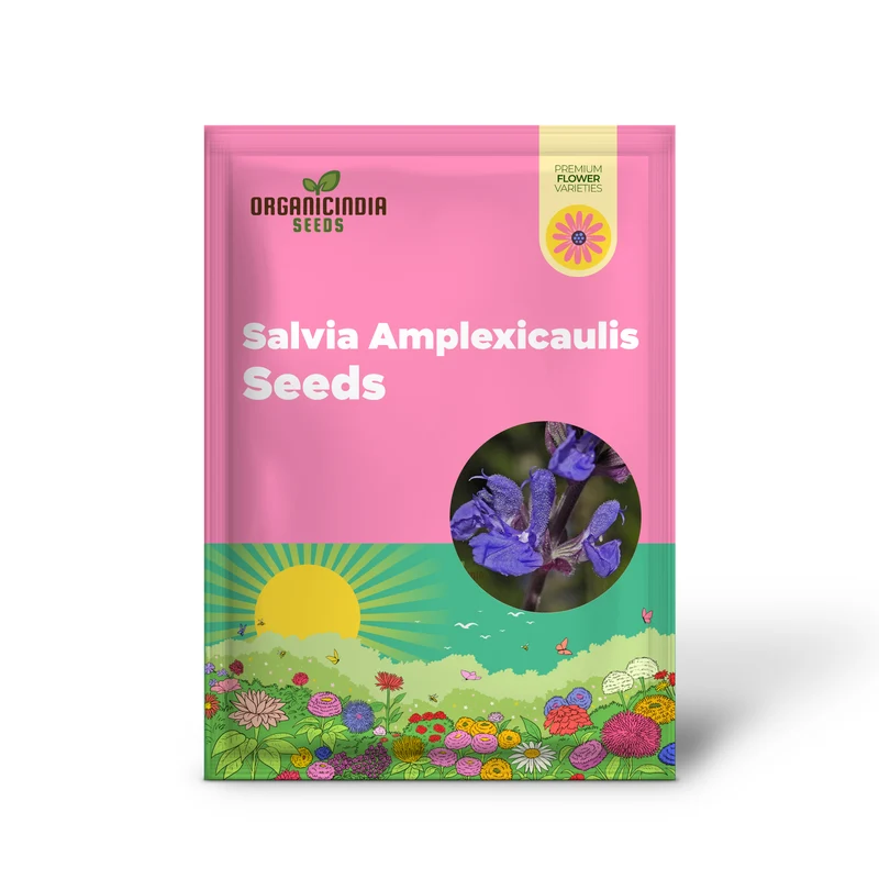 Salvia Amplexicaulis Seeds for Gardening Enthusiasts | Organic Gardening Seeds | Buy Salvia Amplexicaulis Seeds Online