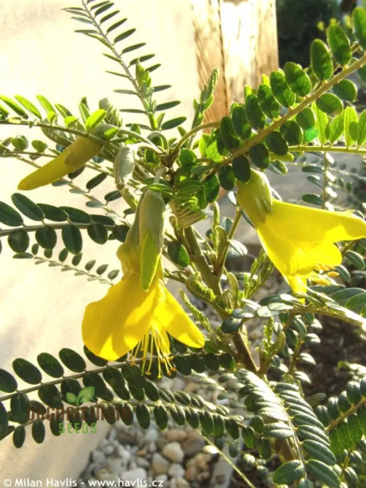 Sophora Microphylla Seeds: Cultivate Exquisite Beauty and Botanical Diversity in Your Landscape!