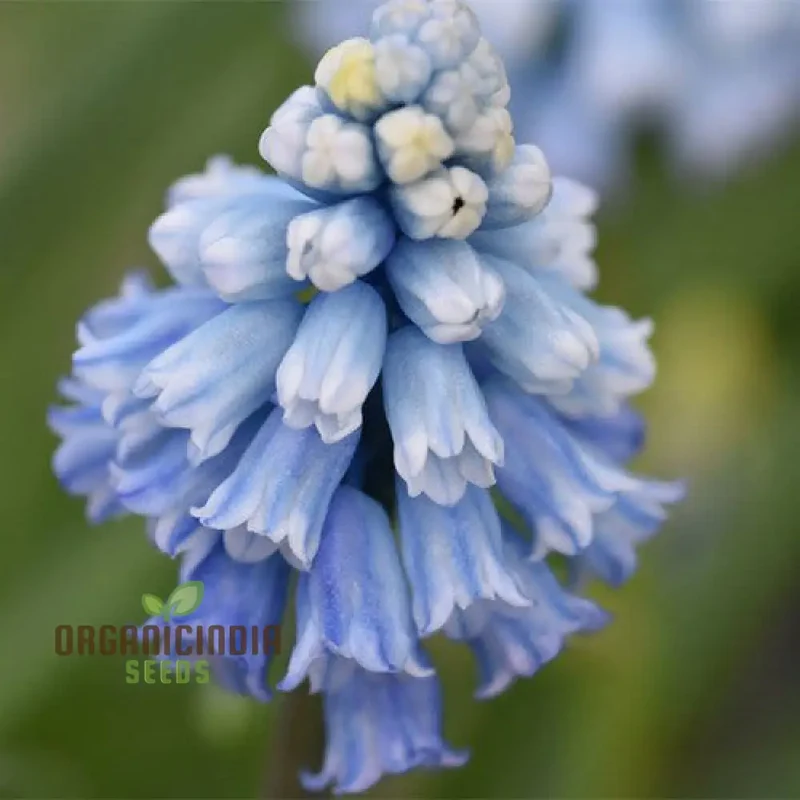 Pseudomuscari Pallens Flower Seeds For Planting, Delicate and Charming Blooms for Your Garden
