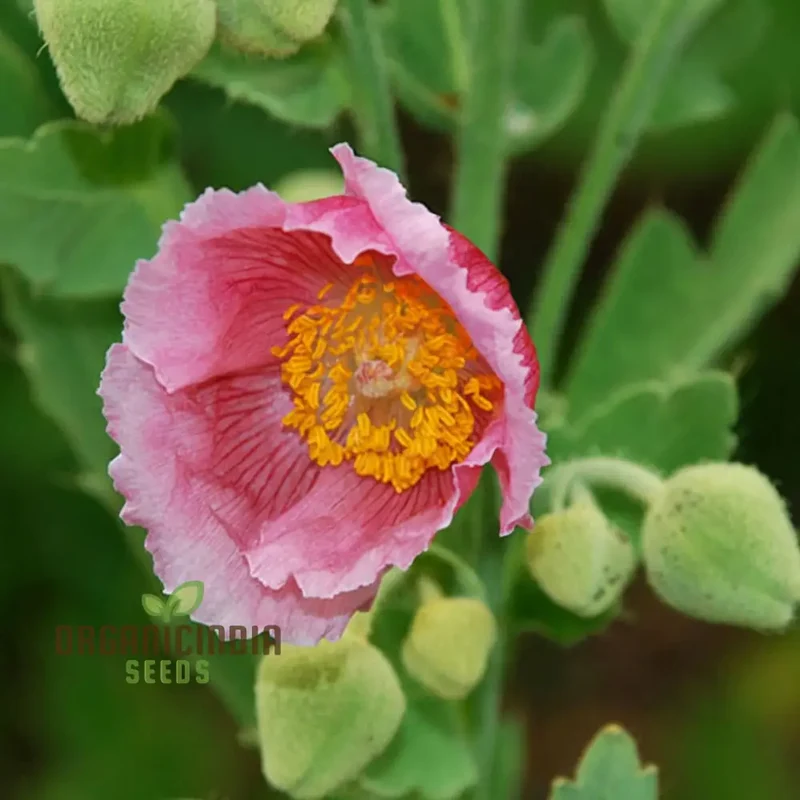 Meconopsis Napaulensis 'Pinky' Flower Seeds, Rare and Beautiful Perennial Seeds for Gardening, Stunning Pink Blooms for Your Garden