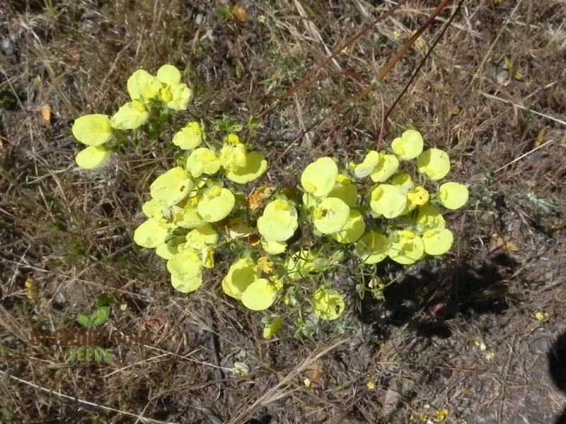Calceolaria Nudicaulis Flower Seeds, Perfect for Planting, Gardening, and Vibrant Flower Displays