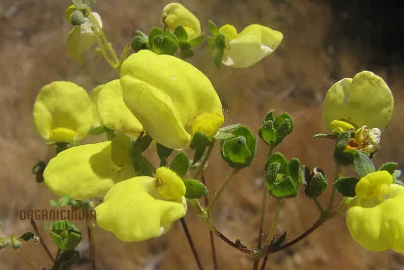 Calceolaria Nudicaulis Flower Seeds, Perfect for Planting, Gardening, and Vibrant Flower Displays