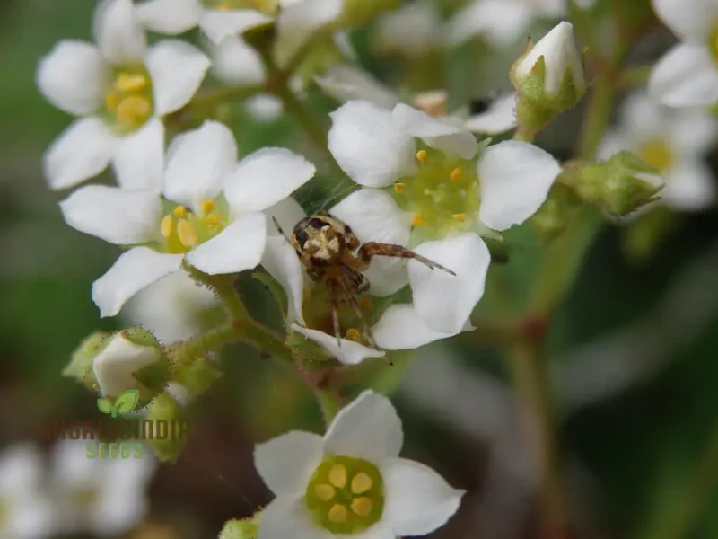 Boykinia Aconitifolia Seeds For Planting, Grow Exquisite Aconitifolia Flowers in Your Garden