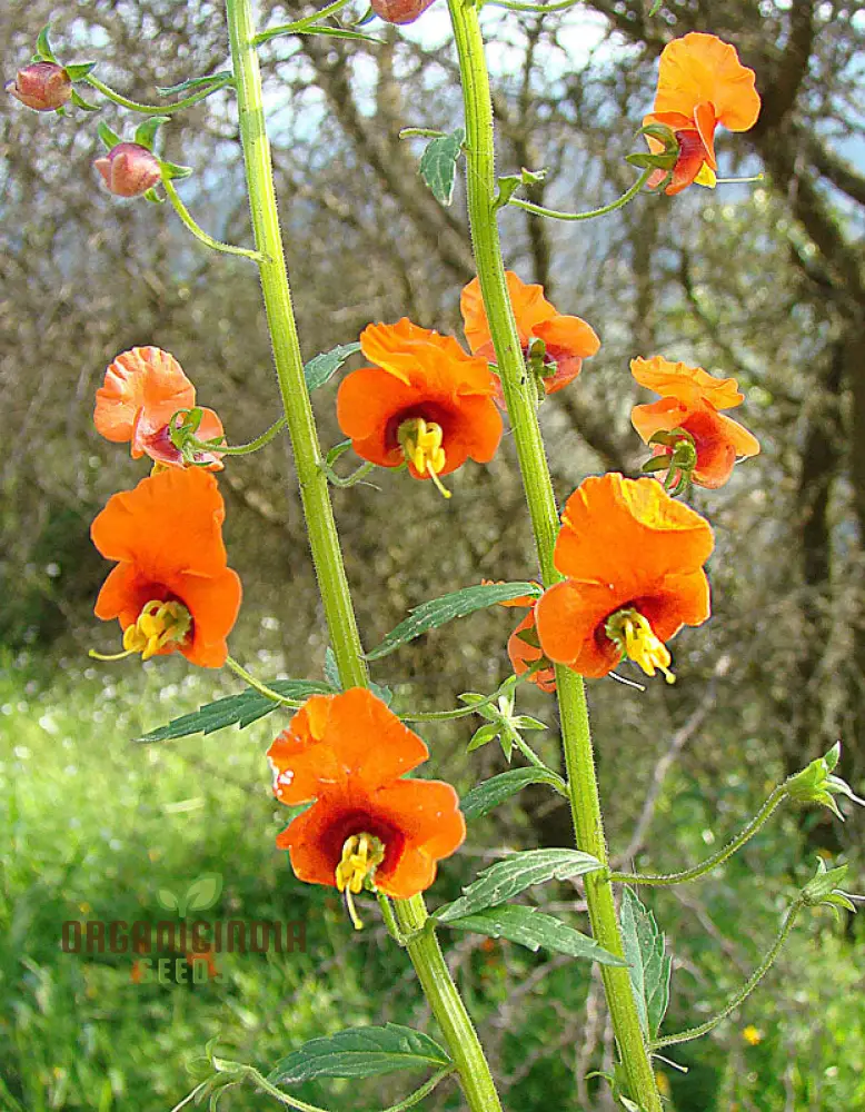Alonsoa Albiflora Flower Seeds, Premium Quality Seeds for Colorful and Vibrant Gardens