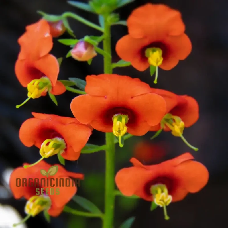 Alonsoa Albiflora Flower Seeds, Premium Quality Seeds for Colorful and Vibrant Gardens